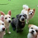 그랜드 애견 미용 이미지