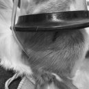 아랑동물병원 이미지