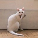문월:달에 빠진 문어 이미지
