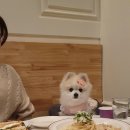 강아지의 하루 이미지