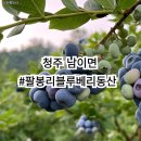 팔봉농장 | 청주 남이면 직접따서 더 맛있는 팔봉리블루베리동산 체험 후기 및 준비물