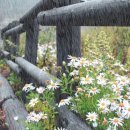 옹기사랑 꽃사랑 이미지