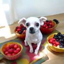 멍냥이 펫싸롱, 펫호텔 | 인천 당일예약 가능한 애견미용 멍냥이 펫싸롱