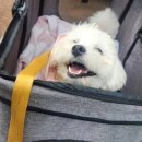 유니독스 | [유니독스] 비가 와도 산책~🎵