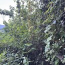 야생 고산 산더덕 이미지