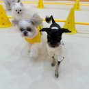 시우스쿨링 대화 이미지