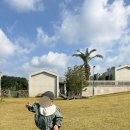 만다리노 | 귤따기, 말먹이 체험, 키즈카페 놀이방이 있는 제주 만다리노 카페