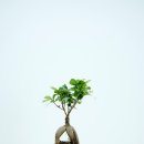 관모초교 이미지