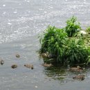 병아리소풍 이미지