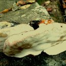 좋은소나무 이미지