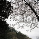 천연올