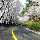 [4월 8일 정모산행]진해 장복산 - 벚꽃구경.ver03 이미지