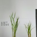 하나로농약사
