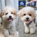 잘해줄개 이미지