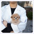 퍼피캣 강아지분양 고양이분양 대구경산점 | 경산강아지분양 믿을 수 있는 홍스퍼피 후기