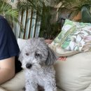 댕댕식당 이미지