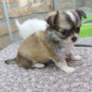 아이러브독 서초점 이미지