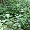 구룡령 옛길 이미지