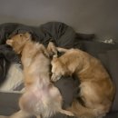 김포 보스독 이미지