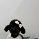 포프리티 이미지