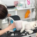 논산애견미용학원 이미지