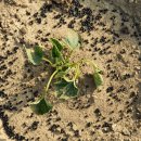 트리플농장 이미지