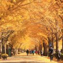 소리나무(주) 이미지