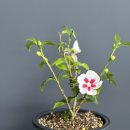 안동무궁화 이미지