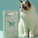 올핏(All-fit)