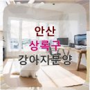 고향소탕집 | 안산 상록구 강아지분양 번아웃 직전의 나에게 찾아온 작은 기적