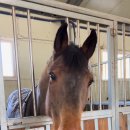 홀스마스터즈 승마클럽 | [마장소개] 별내 홀스마스터즈 승마클럽 오랜만에 방문했어요~ ^^ 여전히 좋은 컨디션의 승마장!