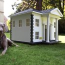 예쁜강아지 이미지