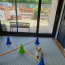 상희독스 아카데미 이미지