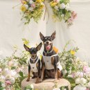 피어나개 이미지