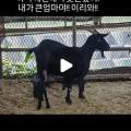 오성흑염소농장 네이버블로그
