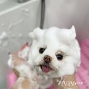 블링블링하개 이미지