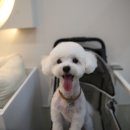 바오그루밍 | 양주애견미용 새로 오픈한 바오그루밍 말티푸 미용후기