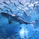 코엑스아쿠아리움 이미지