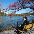 우에노 공원 (시노바즈 연못, 키요미즈 관음당, 우에노 토쇼궁 ) 이미지