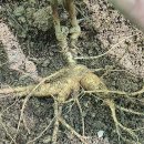 고지대 쌍대 천종 산삼 이미지