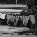 고죽1리 Daum카페