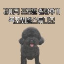 꿀강아지 | 강아지 프로필 사진관 촬영 후기 목포씨엘스튜디오