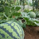 농부의 아침 이미지