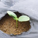 찬조농장 이미지