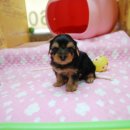 망고베리 이미지