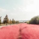 부산 핫플 대저생태공원 핑크뮬리 명소 부산 당일 피크닉 장소 이미지