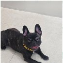 아지묭실 이미지