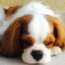 함께 있어줄개 이미지