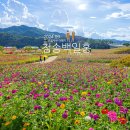 산소카페 청송군민음악회 | 청송 백일홍 명소 산소카페 청송정원 개화상황 청송 추천 여행지