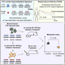 Re: circulating tumor cell의 임상적 중요성.. 검출이 어렵기는 하지만!! 2021 네이처!! 이미지